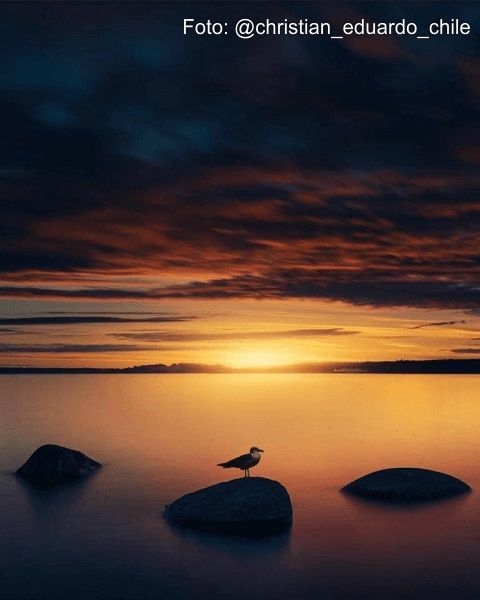 aves-puerto-montt.jpg